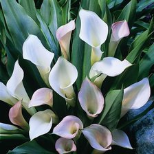 Схема вышивки «Каллы»