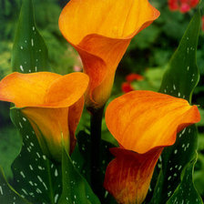 Схема вышивки «Каллы»