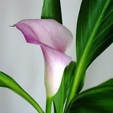 Схема вышивки «Калла»