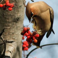 Схема вышивки «щегол»