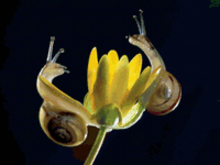 Улитки - улитка, утро, природа - предпросмотр