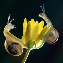 Схема вышивки «Улитки»