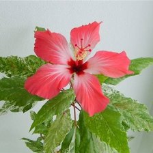 Схема вышивки «Гибискус розовый»