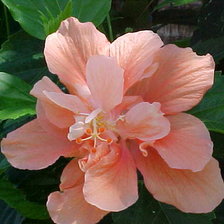 Схема вышивки «Гибискус бледно розовый»