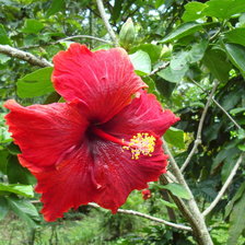 Схема вышивки «Гибискус красный»