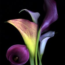 Схема вышивки «Подушка"Цветы"»