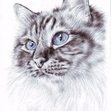 Схема вышивки «Кот»