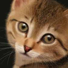 Схема вышивки «котик»