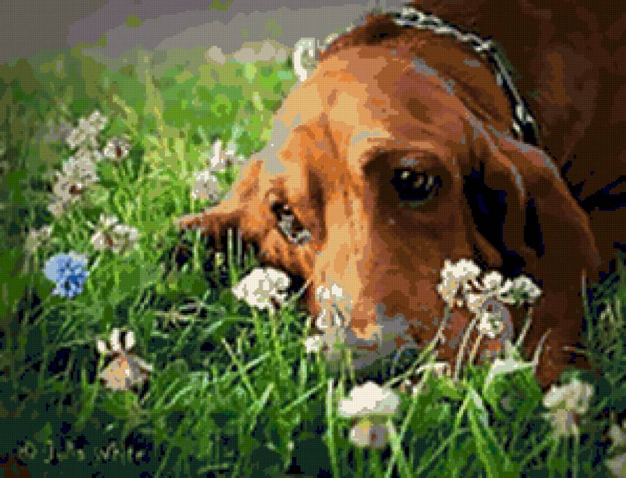 Собачка - предпросмотр