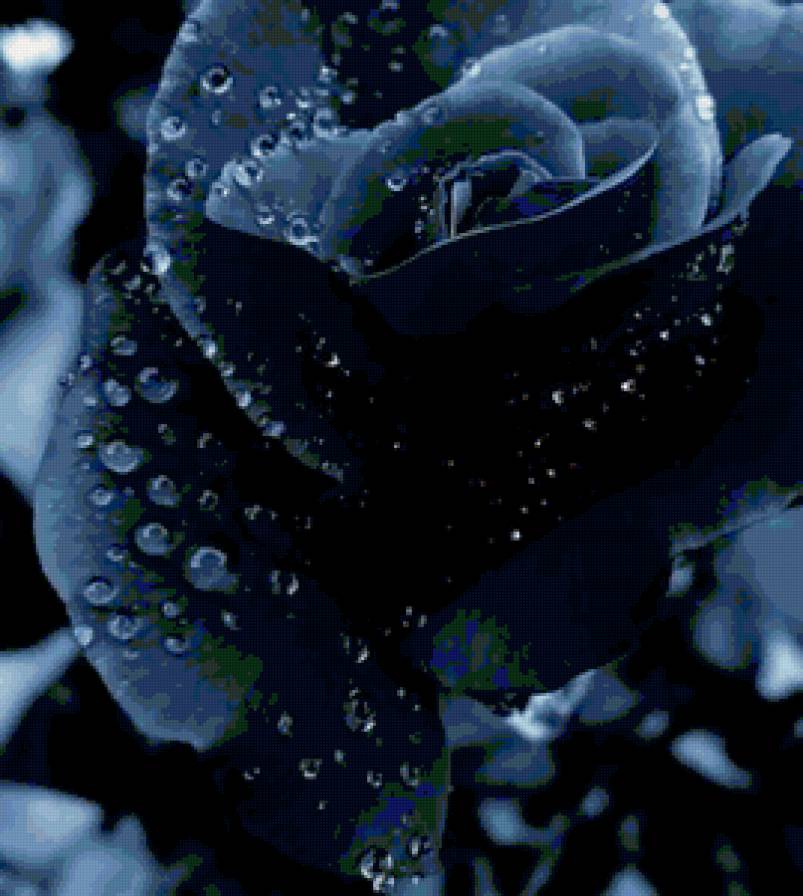 black rose - предпросмотр