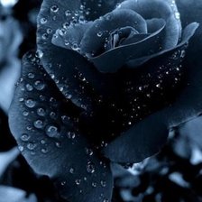 Схема вышивки «black rose»