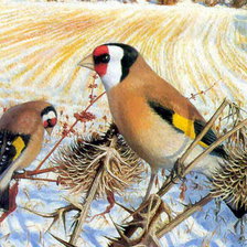 Схема вышивки «Птицы»