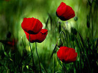 Схема вышивки «№145444»