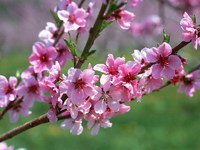 Схема вышивки «веточка сакуры»