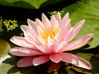 Схема вышивки «№145465»