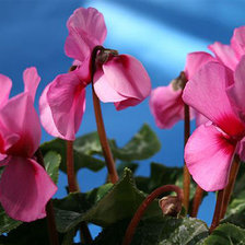 Схема вышивки «цикламен Роз.пантера»