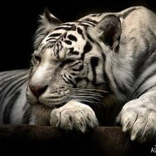 Схема вышивки «Белый тигр»