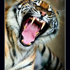 Схема вышивки «Бенгальский тигр»