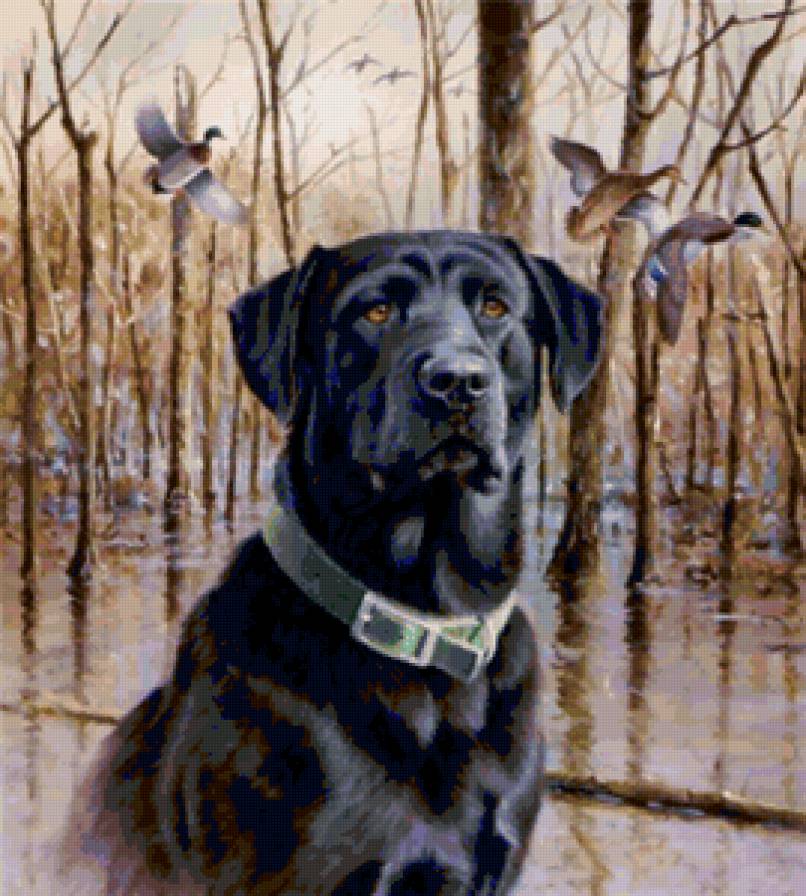 на охоте - утки, собака - предпросмотр