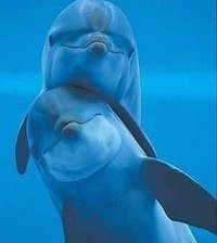 дельфинчики