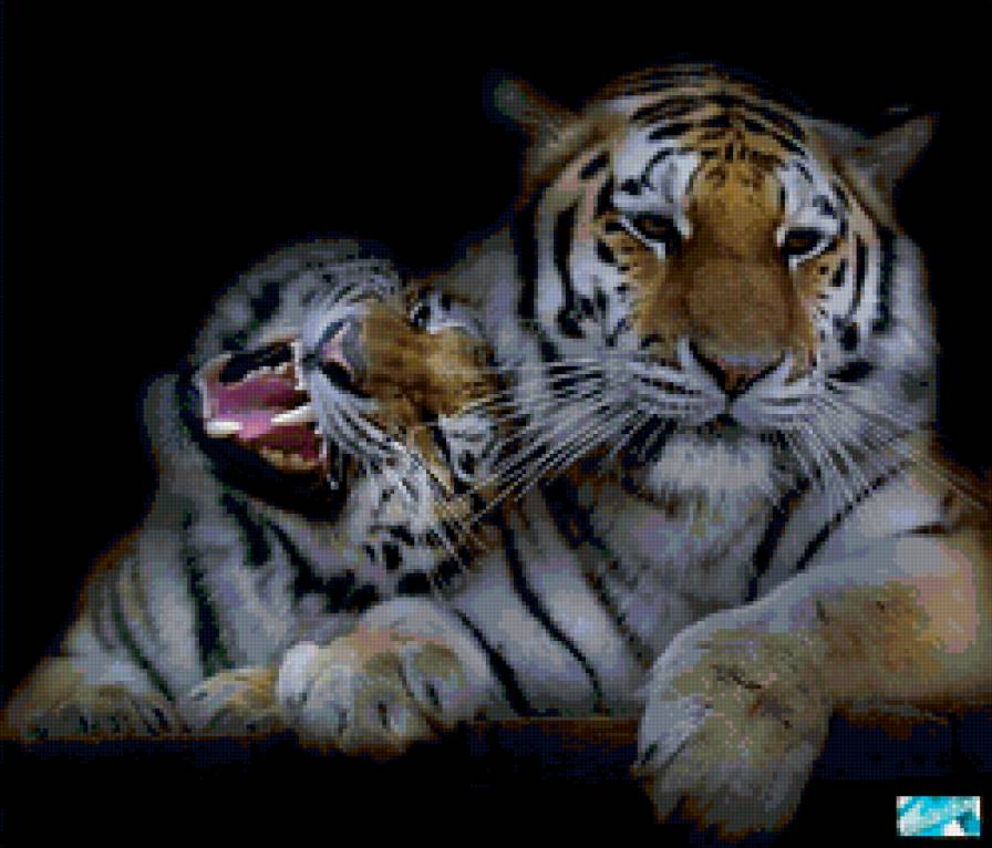 Бенгальский тигр - двое, животные, кошки, пара, тигр - предпросмотр