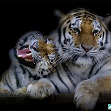 Схема вышивки «Бенгальский тигр»