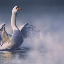 swan