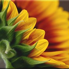 Схема вышивки «подсолнух»