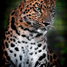 Схема вышивки «леопард»