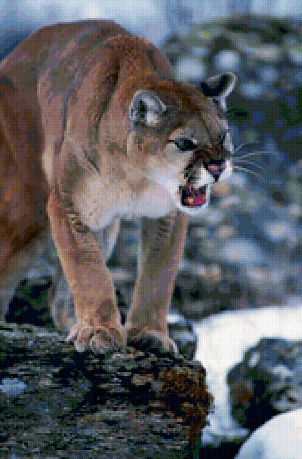 пума - кошка, хищник, пума, оскал, животное - предпросмотр