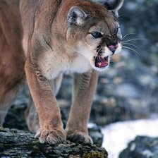 Схема вышивки «пума»