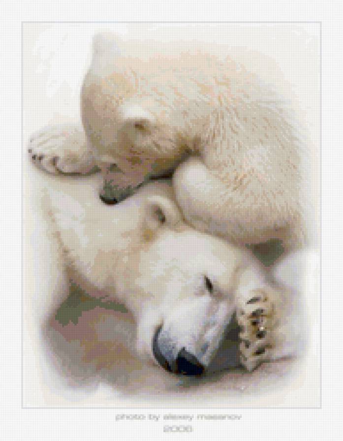 северное чудо - мишка, белый медведь, мама, малыщ - предпросмотр