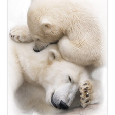 Схема вышивки «северное чудо»