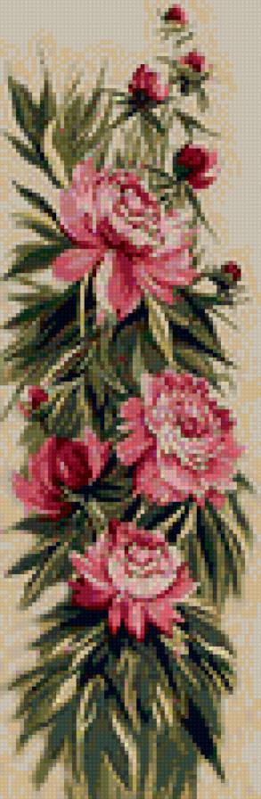 пионы - цветы - предпросмотр