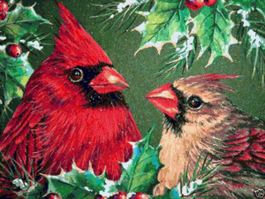 Кардиналы - ягодки, птица, рождество, кардиналы, ель, птицы, зима - предпросмотр