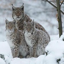 Схема вышивки «рыси»