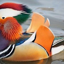 Схема вышивки «Мандаринка»