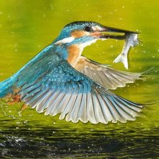 Схема вышивки «Зимородок»