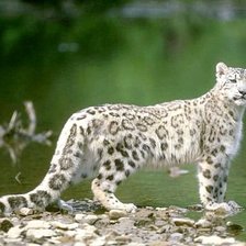 Схема вышивки «барс»