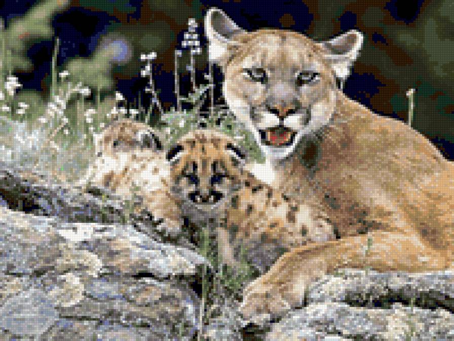 семейство пум - животные, кошки - предпросмотр