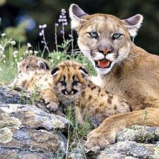 семейство пум