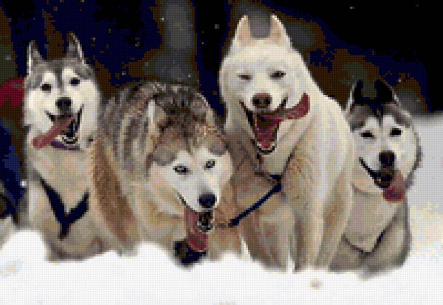 Хаски - животные, собаки - предпросмотр