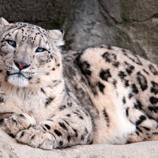 Схема вышивки «ягуар»