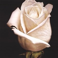 Схема вышивки «Нежность»