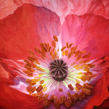 Схема вышивки «flower»