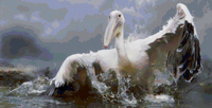 пеликан - предпросмотр