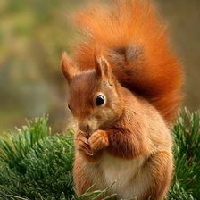 Схема вышивки «Рыжая белочка»