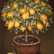 Схема вышивки «Лимон в старом горшке»