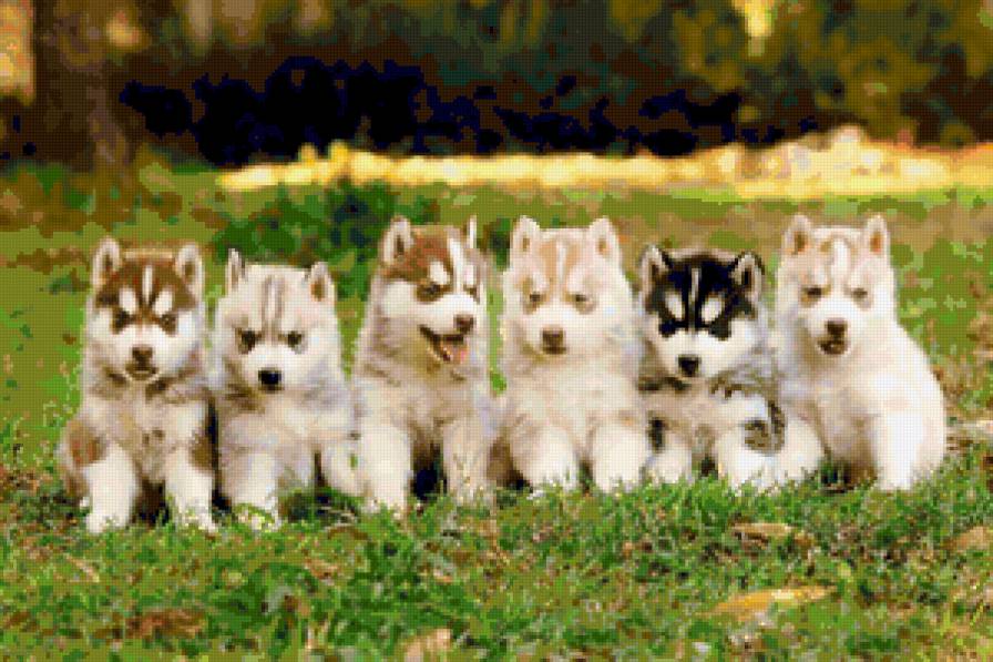 Хаски - животные, друзья, собаки, хаски, малыши, щенки - предпросмотр