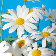 Схема вышивки «ромашки»